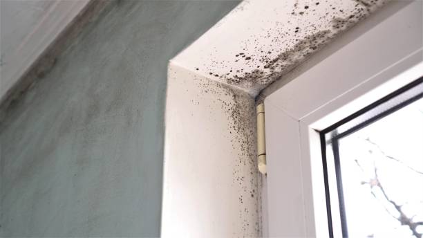 Best Water Damage Restoration  in Chanute, KS