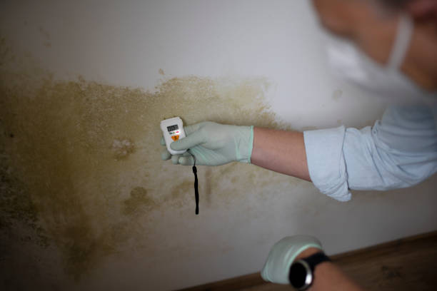 Best Affordable Mold Removal  in Chanute, KS