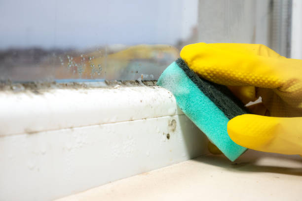 Best Commercial Mold Removal  in Chanute, KS