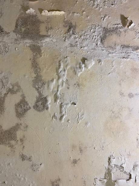 Chanute, KS Mold Removal Company