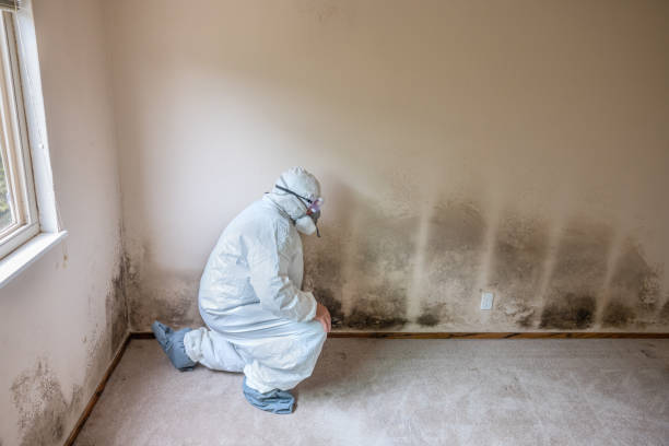 Best Black Mold Removal  in Chanute, KS