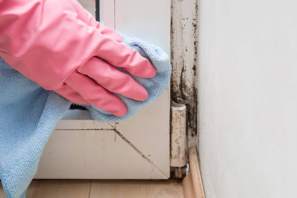 Best Mold Remediation Experts  in Chanute, KS