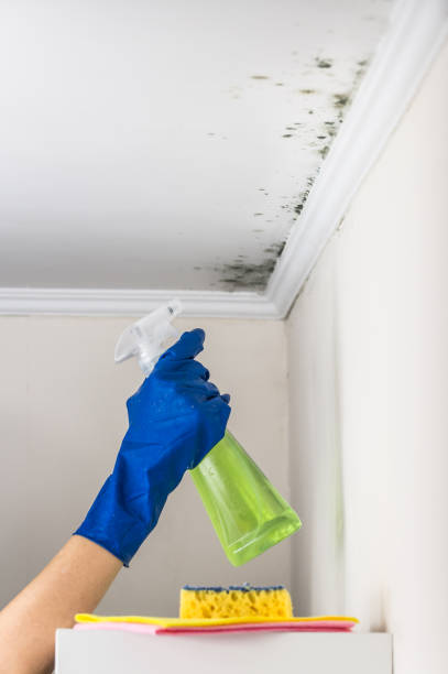 Best Crawl Space Mold Removal  in Chanute, KS